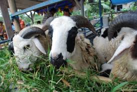 Jual Beli Kambing Ahmad