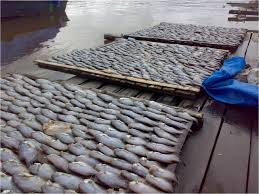 jual ikan asin